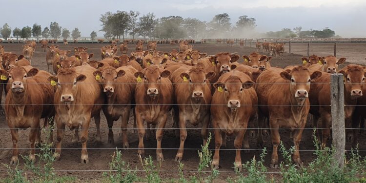 Cría fórmula uno: El desafío de Ariel Griffa para que la ganadería pueda competir con la agricultura en el norte de Córdoba