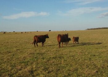 ¿Y ahora qué hacemos? La oferta de hacienda comenzó a mostrar señales de fatiga frente a la falta de incentivos productivos