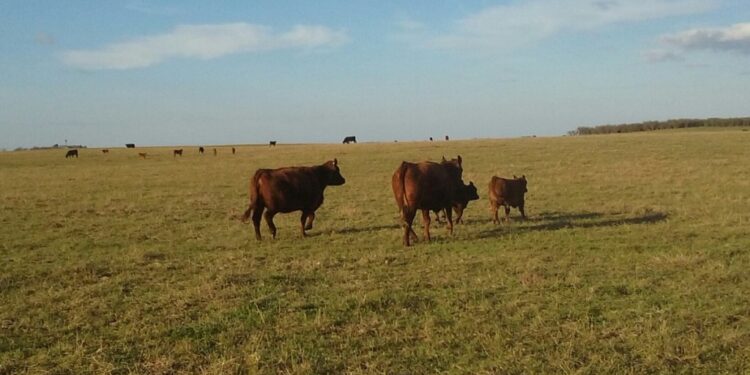 ¿Y ahora qué hacemos? La oferta de hacienda comenzó a mostrar señales de fatiga frente a la falta de incentivos productivos