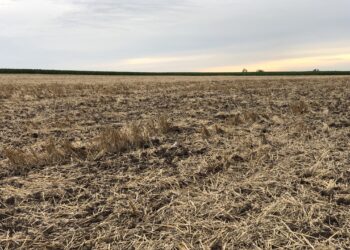 Ahora sí llegó la Niña: en las próximas dos semanas no se esperan lluvias importantes en la zona pampeana