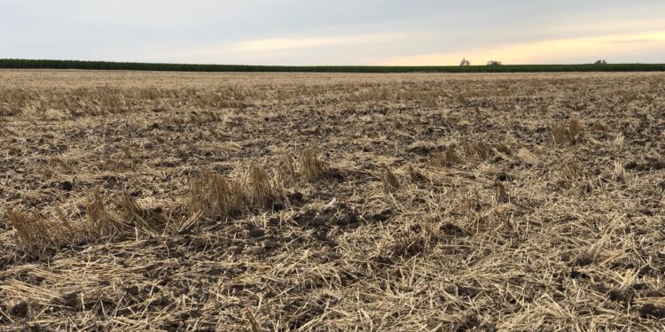 Ahora sí llegó la Niña: en las próximas dos semanas no se esperan lluvias importantes en la zona pampeana