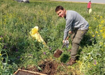 Sostenibilidad: en 2019/20 un 19% de las empresas agrícolas argentinas emplearon cultivos de servicio