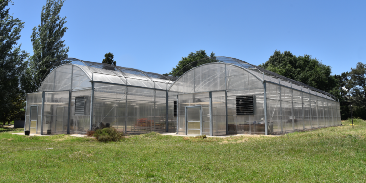 Otro proyecto para producir cannabis medicinal junto al INTA, esta vez en Pergamino