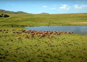 Uruguay acusó de pirata a Bill Gates por pretender “atribuirse los beneficios y atributos de una industria milenaria”