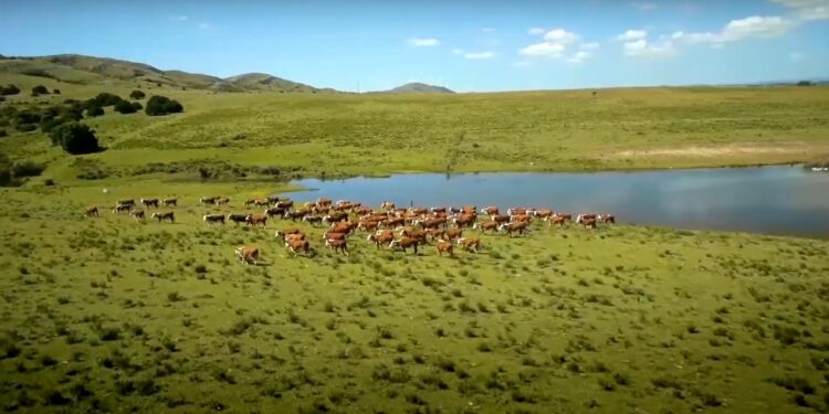 Uruguay acusó de pirata a Bill Gates por pretender “atribuirse los beneficios y atributos de una industria milenaria”