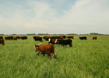 Ya está vigente el nuevo plan de brucelosis que permite hacer testeos parciales a rodeos de cría y ciclo completo