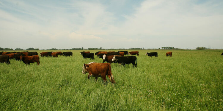 Ya está vigente el nuevo plan de brucelosis que permite hacer testeos parciales a rodeos de cría y ciclo completo