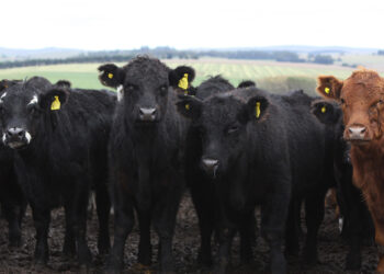 Un nuevo documento de Naciones Unidas insiste en la necesidad de reducir el consumo de carne y lácteos para combatir el cambio climático