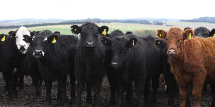 Un nuevo documento de Naciones Unidas insiste en la necesidad de reducir el consumo de carne y lácteos para combatir el cambio climático