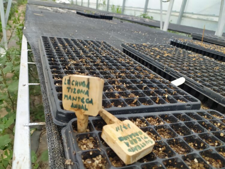 Los muchachos que se imaginaron produciendo alfalfa y terminarán elaborando los primeros vinos de Cruz del Eje