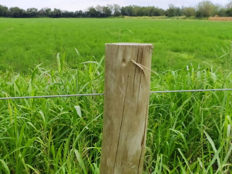 Los muchachos que se imaginaron produciendo alfalfa y terminarán elaborando los primeros vinos de Cruz del Eje