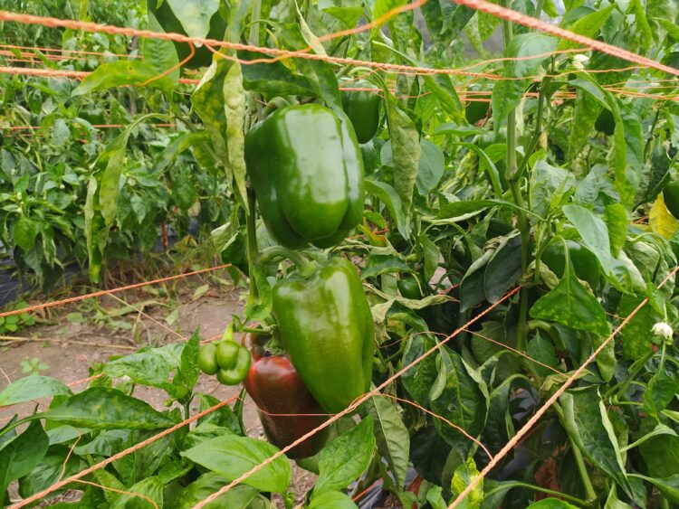 Los muchachos que se imaginaron produciendo alfalfa y terminarán elaborando los primeros vinos de Cruz del Eje