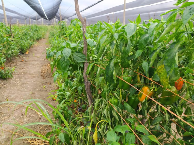Los muchachos que se imaginaron produciendo alfalfa y terminarán elaborando los primeros vinos de Cruz del Eje