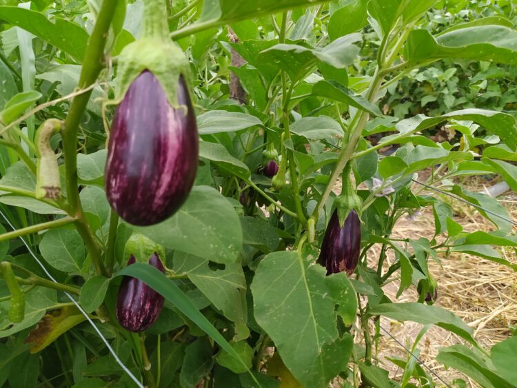 Los muchachos que se imaginaron produciendo alfalfa y terminarán elaborando los primeros vinos de Cruz del Eje