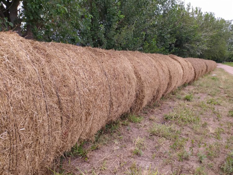 Los muchachos que se imaginaron produciendo alfalfa y terminarán elaborando los primeros vinos de Cruz del Eje