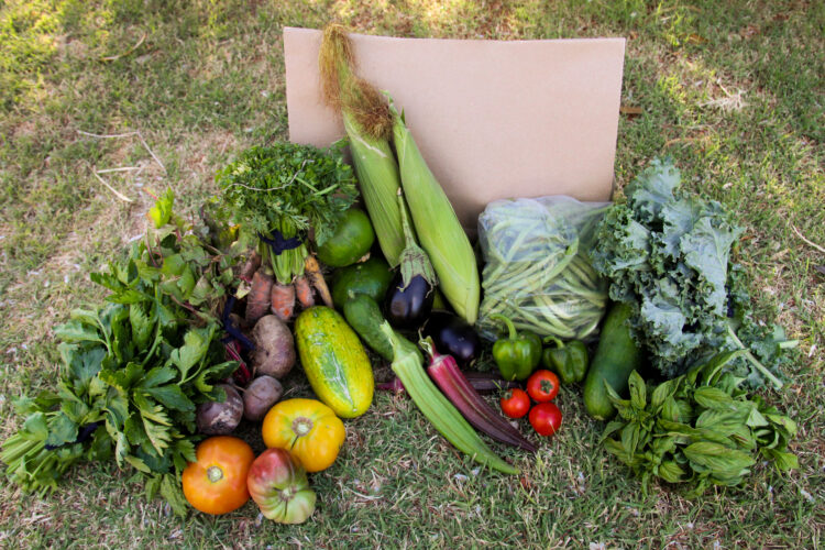 En Albardón, San Juan, Lucía y Pedro van creando su propio paraíso autosustentable: tiene granja, huerta y hasta un bosque de plantas autóctonas