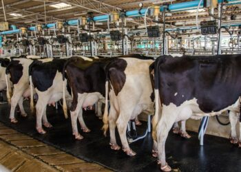 Estado Presente: Brasil lanza un paquete de ayuda para que tamberos e industrias lácteas puedan afrontar una coyuntura difícil