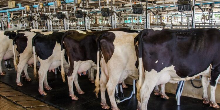 Estado Presente: Brasil lanza un paquete de ayuda para que tamberos e industrias lácteas puedan afrontar una coyuntura difícil