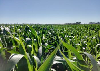 Comenzaron los “desacoples” en el mercado argentino de futuros de maíz por las amenazas intervencionistas