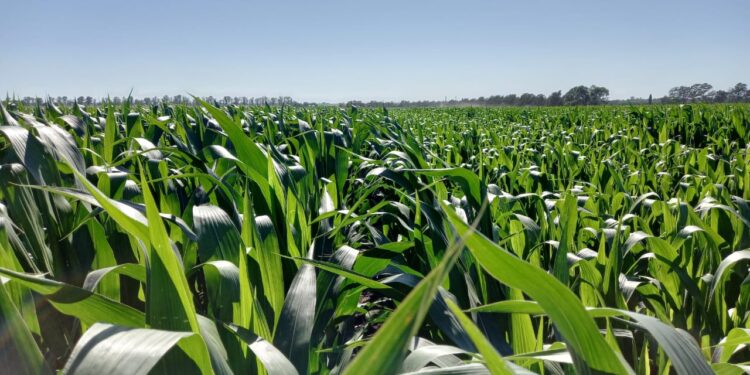 Comenzaron los “desacoples” en el mercado argentino de futuros de maíz por las amenazas intervencionistas