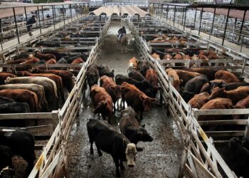 La escasez de oferta sigue impulsando los precios de la hacienda: Se pone a prueba el amor de los argentinos por la carne vacuna