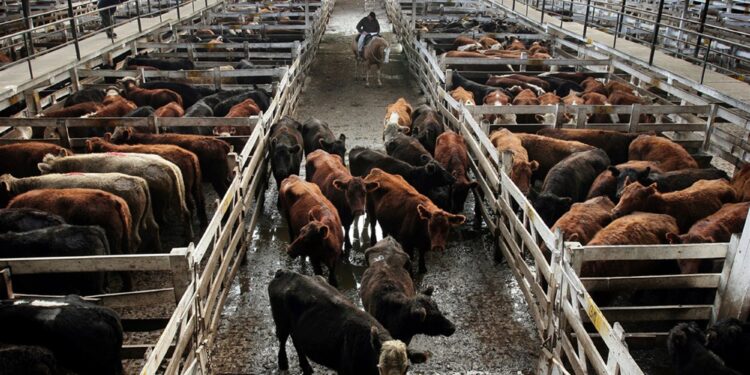 La escasez de oferta sigue impulsando los precios de la hacienda: Se pone a prueba el amor de los argentinos por la carne vacuna