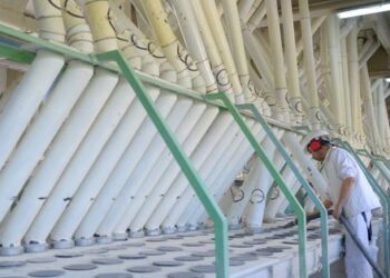 El trigo argentino ya tiene una retención efectiva del 15%: Cuáles son las causas