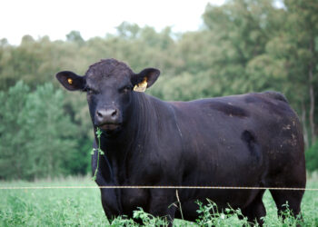 El Senasa extendió hasta el 30 de junio el plazo de reinscripción de campos con ganado destinado a cuota Hilton