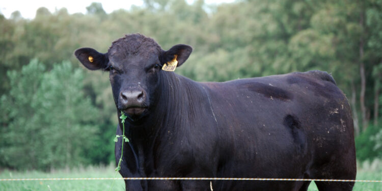 El Senasa extendió hasta el 30 de junio el plazo de reinscripción de campos con ganado destinado a cuota Hilton