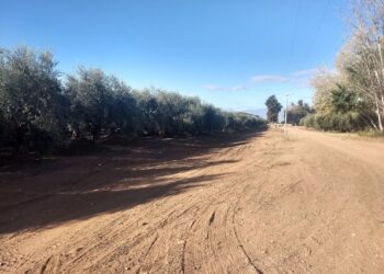 Biomasa: Argentina tendrá en La Rioja la primera planta de pellets para producir energía a partir de residuos de olivos