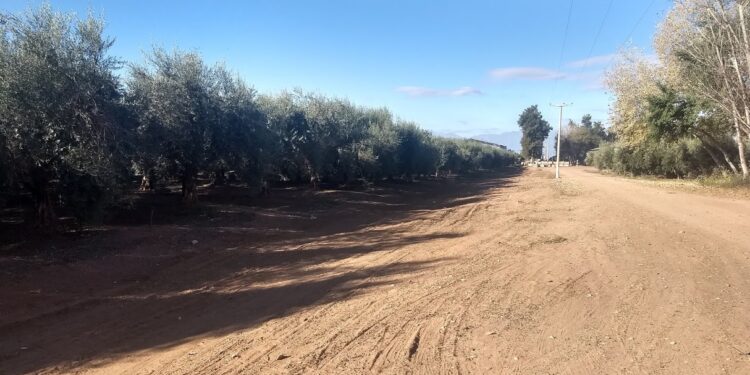 Biomasa: Argentina tendrá en La Rioja la primera planta de pellets para producir energía a partir de residuos de olivos