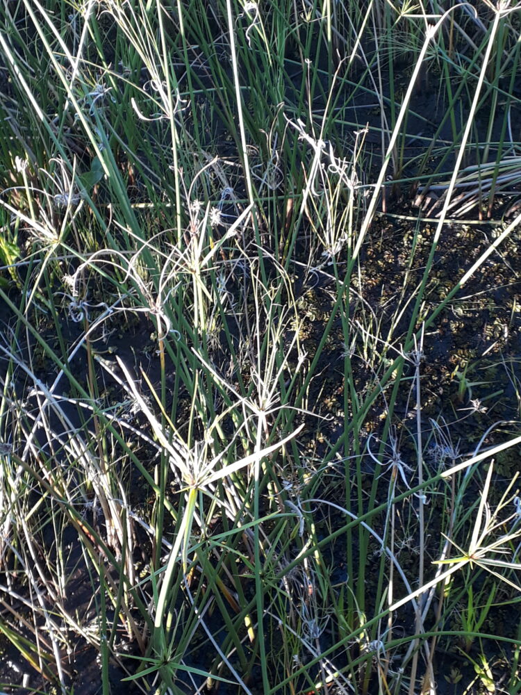 Mingo Ávalos cría vacas estero adentro y recibe turistas que quieren saber cómo es eso del arreo acuático