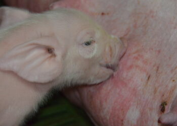 Victoria Porcina: Supermercados no podrán vender como “frescos” cortes congelados importados