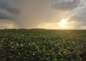 El gobierno aumentó (de manera indirecta) las retenciones a la soja: Para saber en qué proporción tenés que leer esta nota