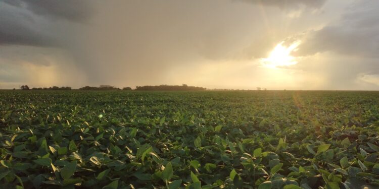 El gobierno aumentó (de manera indirecta) las retenciones a la soja: Para saber en qué proporción tenés que leer esta nota