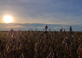 Las divisas aportadas por el agro son las que siguen “pagando la cuenta” de la economía argentina: más de 19.700 M/u$s en 2020