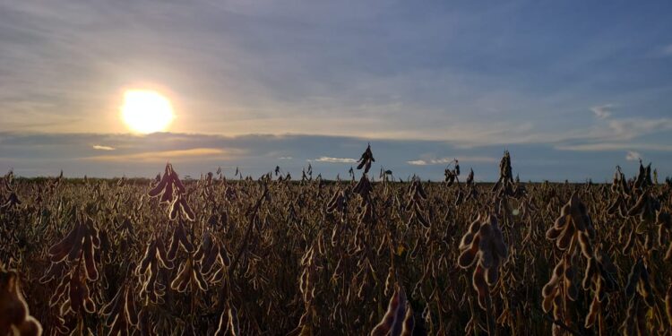Las divisas aportadas por el agro son las que siguen “pagando la cuenta” de la economía argentina: más de 19.700 M/u$s en 2020