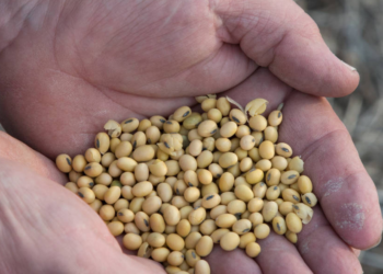 Nueva disposición de la Afip: Productores que tengan deudas impositivas o previsiones no recibirán reintegros de IVA