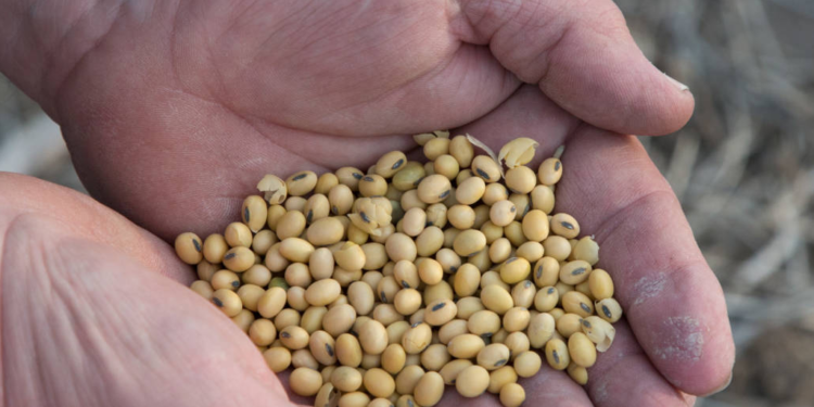 Nueva disposición de la Afip: Productores que tengan deudas impositivas o previsiones no recibirán reintegros de IVA