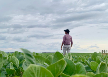 Los precios de la soja y el maíz en la Argentina se divorciaron de Chicago por la incertidumbre generada por la “carambola climática”