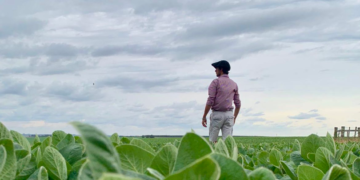 Los precios de la soja y el maíz en la Argentina se divorciaron de Chicago por la incertidumbre generada por la “carambola climática”