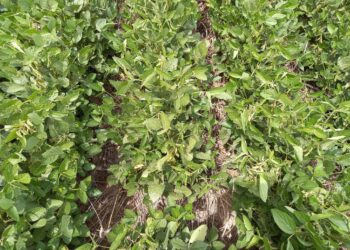 Señores políticos no gasten a cuenta: Se cortaron las lluvias en plena fase crítica de la soja de primera