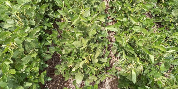 Señores políticos no gasten a cuenta: Se cortaron las lluvias en plena fase crítica de la soja de primera