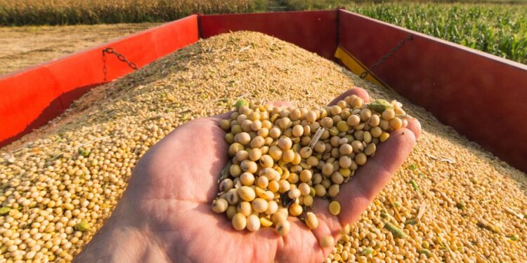 Si sos productor de soja y no querés amargarte el fin de semana, por favor no leas esta nota