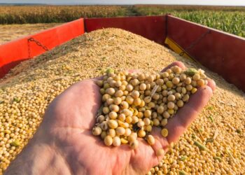 EE.UU. ya comprometió el 98% del saldo exportable de soja cuando faltan siete meses para el ingreso de la nueva cosecha: “Los números no cierran”, asegura Erize