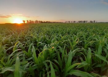 Finalizó la siembra de sorgo con casi la mitad de la cosecha prevista vendida a precio hecho
