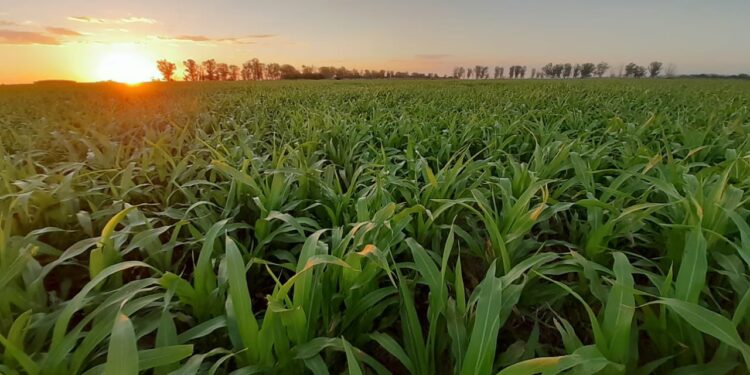 Finalizó la siembra de sorgo con casi la mitad de la cosecha prevista vendida a precio hecho
