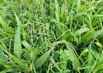 La historia detrás de la foto: Un investigador del INTA Pergamino, dedicado a proteger cultivos, tiene que presenciar cómo malezas e insectos se le ríen en la cara