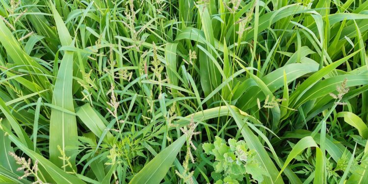 La historia detrás de la foto: Un investigador del INTA Pergamino, dedicado a proteger cultivos, tiene que presenciar cómo malezas e insectos se le ríen en la cara