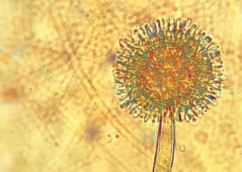 Establecen límites máximos de toxinas para alimentos a base de cereales: Las empresas cuentan con dos años para cumplir la nueva exigencia